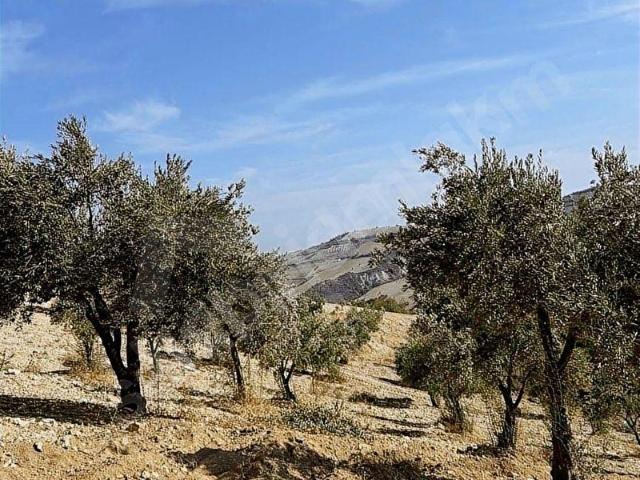 Altinözü, Hatay içerisinde satılık mülk