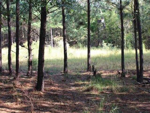 Land for sale in Wagener