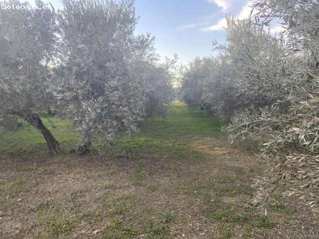 Local Comercial en venta en Casas Bajas, Comarca de la Vega de Granada