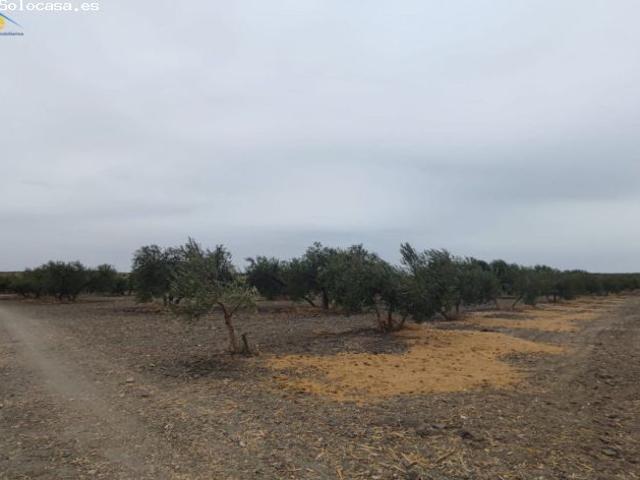 Local Comercial en venta en Paradas, Andalucía