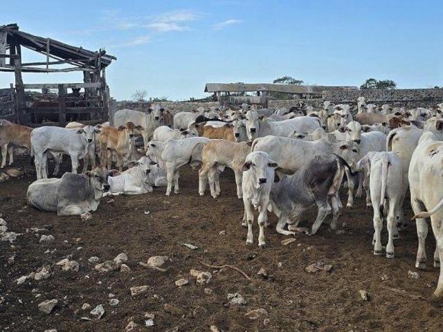 Rancho en venta en Buctzotz