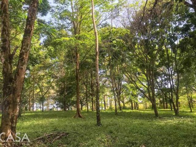 Gran Rebaja! Bonita Propiedad Frente al río en Bocalatún, Boquerón