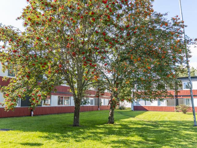 Lägenhet hyra i Bollnäs, Gävleborg