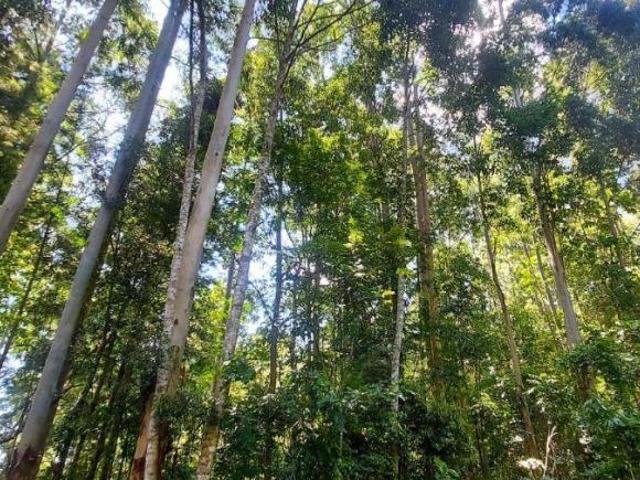 Sítio e chácara venda em Condomínio José Bonifácio, São Francisco de Paula