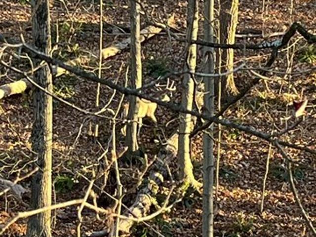 Land for sale in Mount Pocono, Pennsylvania