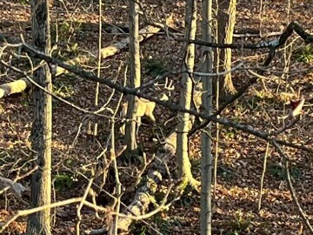 Land for sale in Mount Pocono
