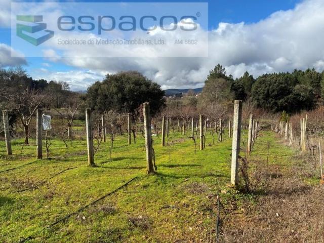 Terreno venda em Castelo Branco, Vales Do Rio