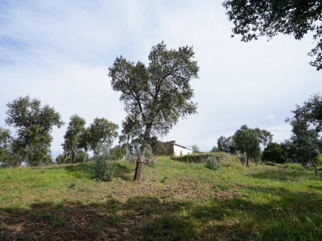 Terreno venda em Abrantes, Santarém
