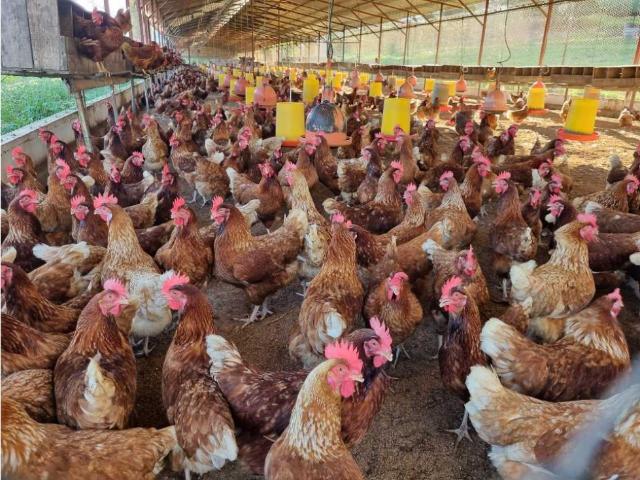 Finca en venta en Lara