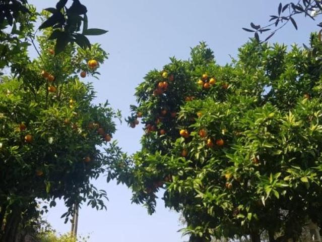 Terreno venda em Guarda, Seia