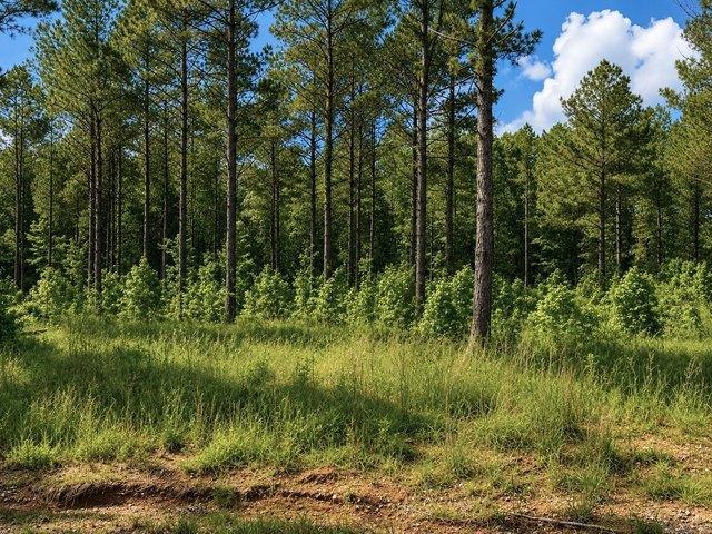 Land for sale in Ark