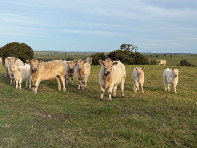 Land for sale in Tungkillo, South Australia