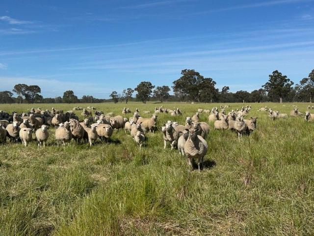 Acreage for sale in Culcairn, New South Wales