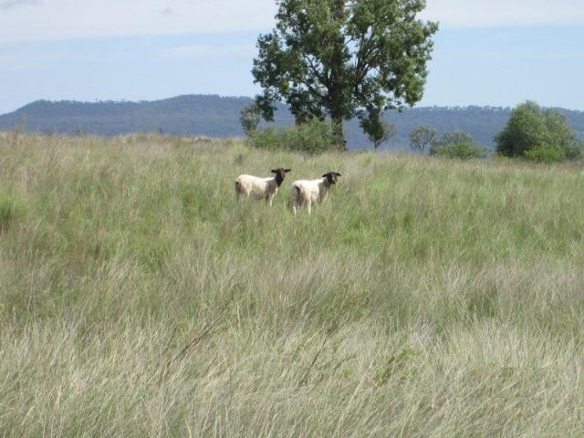 Cottage for sale in Warialda, New South Wales