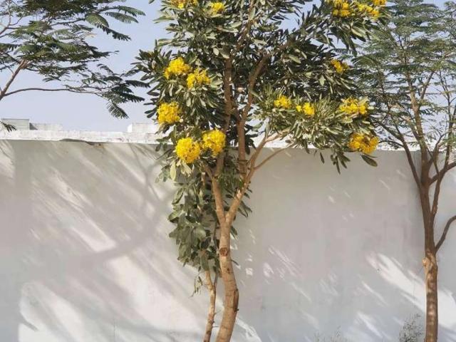 Land for sale in انچولی, کراچی ڈویژن