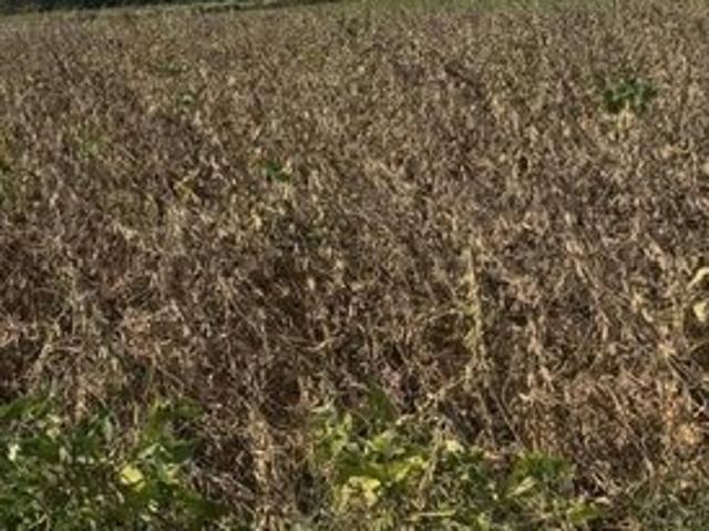 Land for sale in Campbellsville, Taylor County