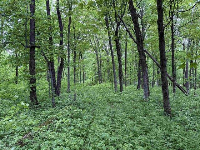 Land for sale in Luana, Iowa