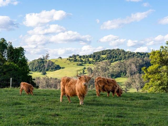 Cottage for sale in Robertson, New South Wales