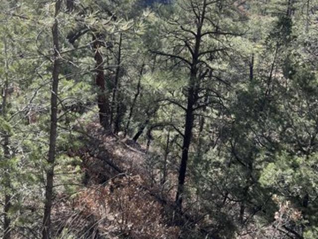 Land for sale in Alto, New Mexico