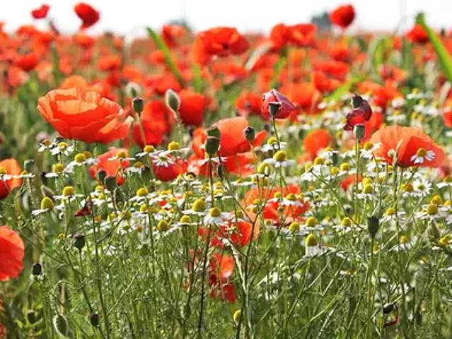 Terrain vente à Saintes, Grézac