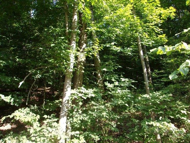 Land for sale in Spencer, New York
