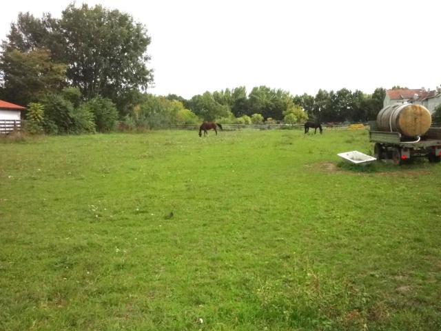 Grundstück kaufen in Gols, Burgenland