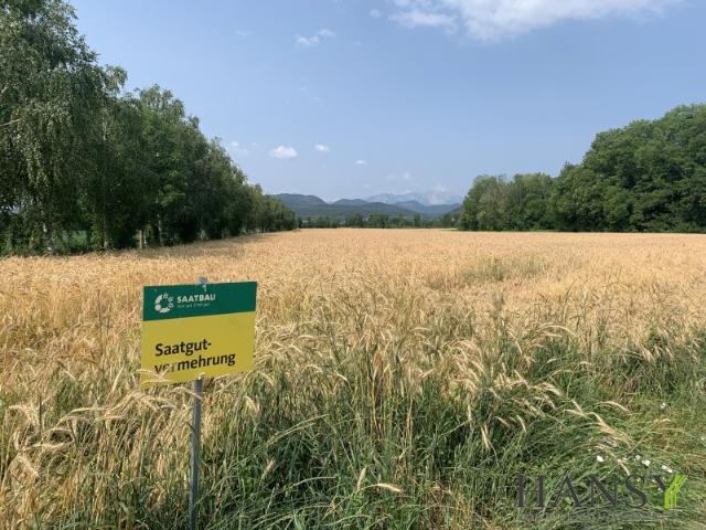 Landwirtschaft kaufen in Willendorf, Niederösterreich