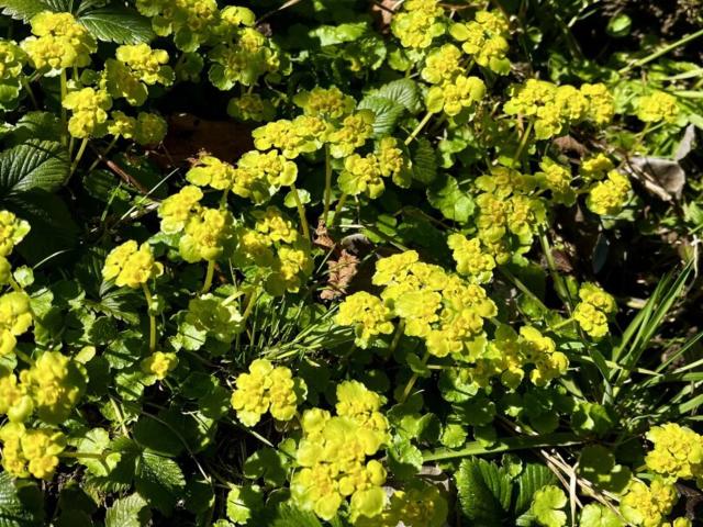 Grundstück kaufen in St. Georgen bei Salzburg, Oberösterreich