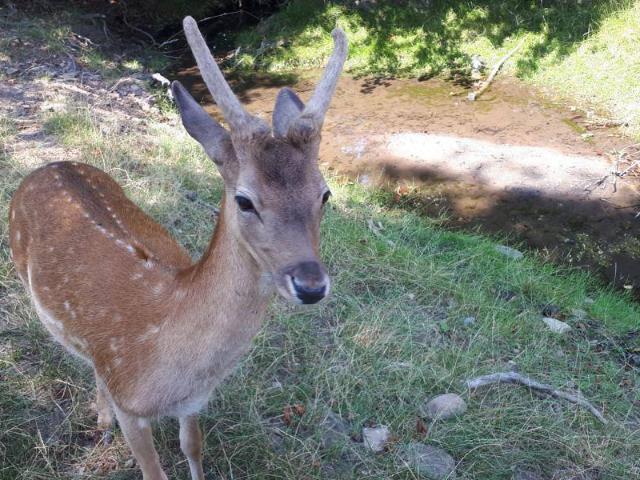 Apartment kaufen in Kirchplatzl, Leutasch