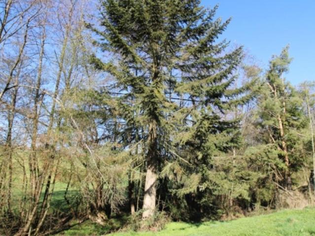 Grundstück kaufen in Walding, Oberösterreich