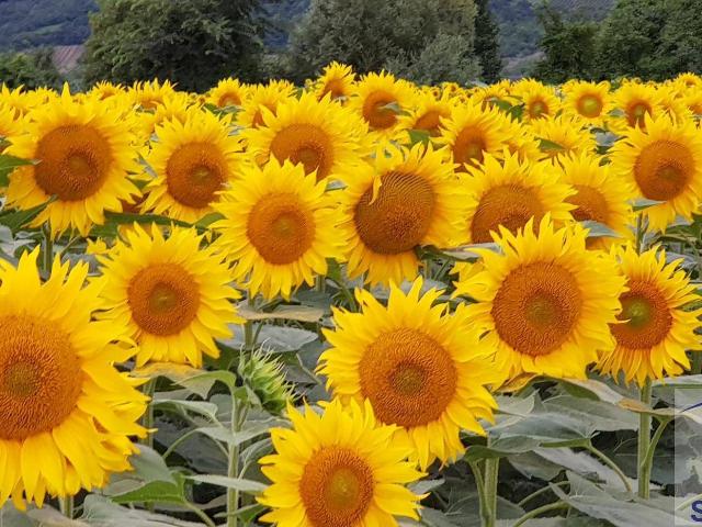 Haus kaufen in Eberschwang, Oberösterreich