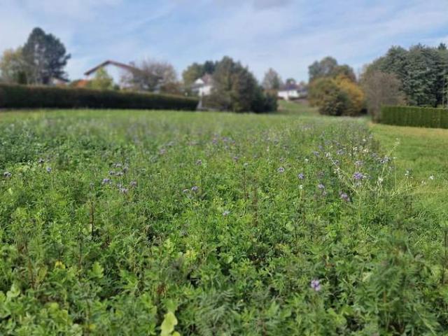 Grundstück kaufen in Jennersdorf, Burgenland