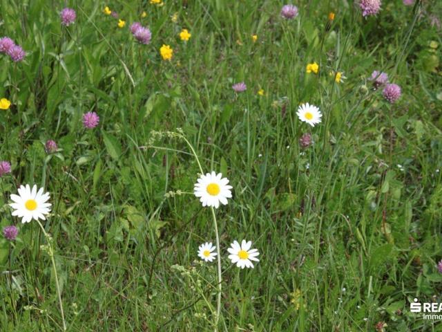 Immobilie kaufen in Buch, Tirol
