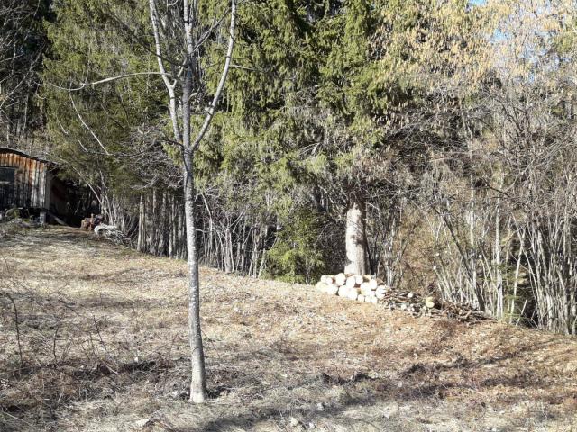 Immobilie kaufen in Dellach im Drautal, Kärnten