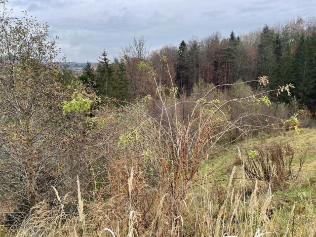 Grundstück kaufen in Edelsgrub, Steiermark
