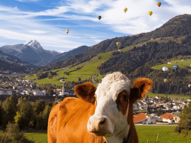 Immobilie kaufen in Kirchberg in Tirol, Tirol