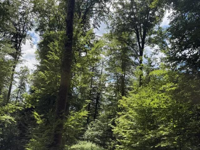 Grundstück kaufen in St. Ruprecht an der Raab, Steiermark