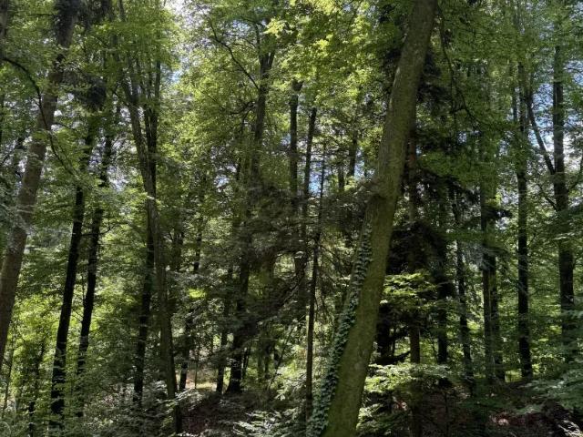 Grundstück kaufen in Kühwiesen, Sankt Ruprecht an der Raab