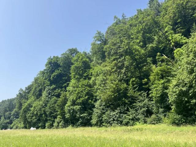 Grundstück kaufen in Gösting, Gersdorf-Feistritz