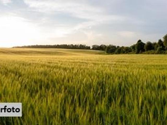 Grundstück kaufen in Illmitz, Burgenland