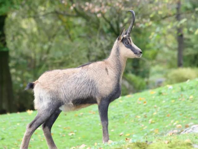 Grundstück kaufen in Kapfenberg, Steiermark