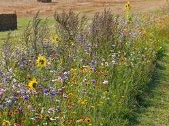 Grundstück kaufen in Kirchberg in Tirol, Tirol