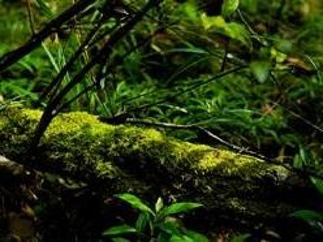 Grundstück kaufen in Kirchberg in Tirol, Tirol