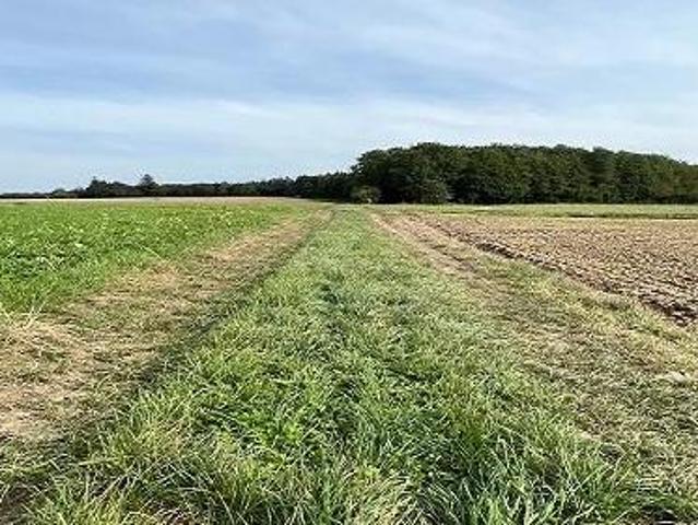 Grundstück kaufen in Kirchberg in Tirol, Tirol