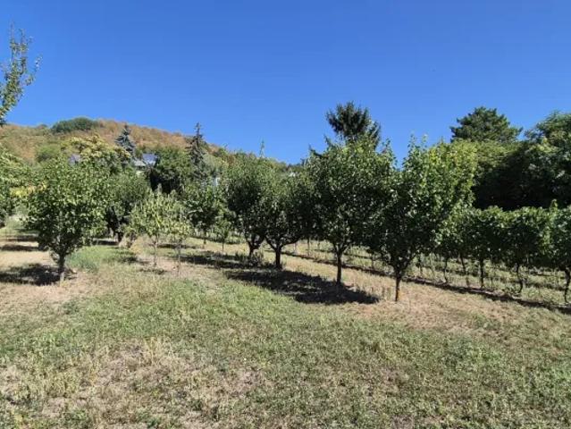 Grundstück kaufen in Langenzersdorf, Niederösterreich