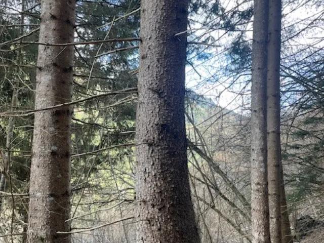 Grundstück kaufen in Laßnitz bei Murau, Steiermark