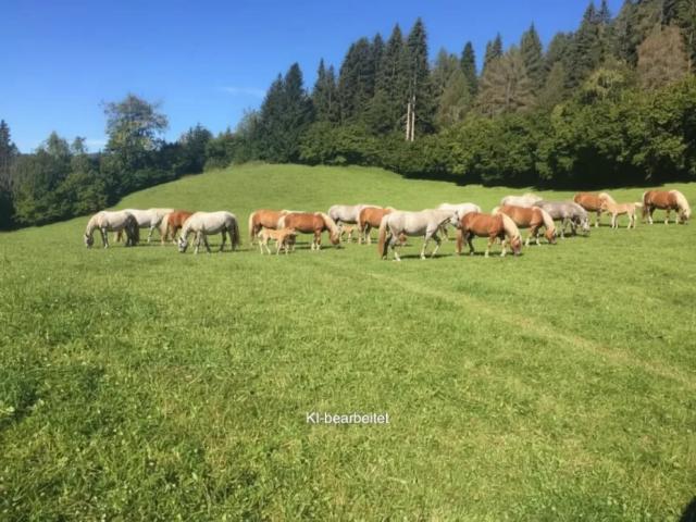 Grundstück kaufen in St. Georgen ob Judenburg, Steiermark