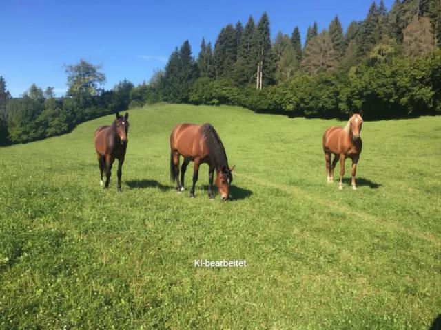 Grundstück kaufen in St. Georgen ob Judenburg, Steiermark