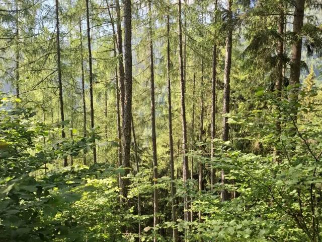 Grundstück kaufen in Steiermark