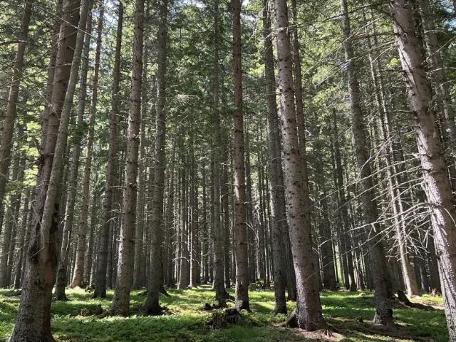 Grundstück kaufen in St. Lorenzen im Mürztal, Steiermark